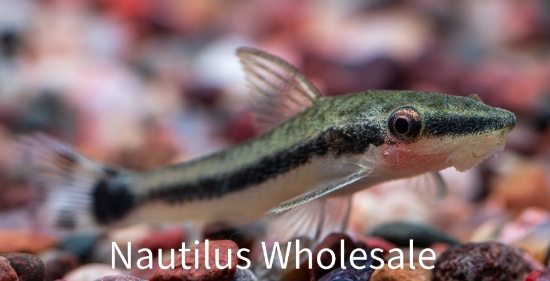 Picture of CAT: OTOCINCLUS *ON SPECIAL*