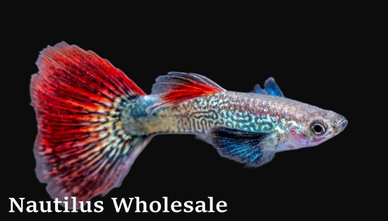 Picture of GUPPY: HANDSOME LAD
